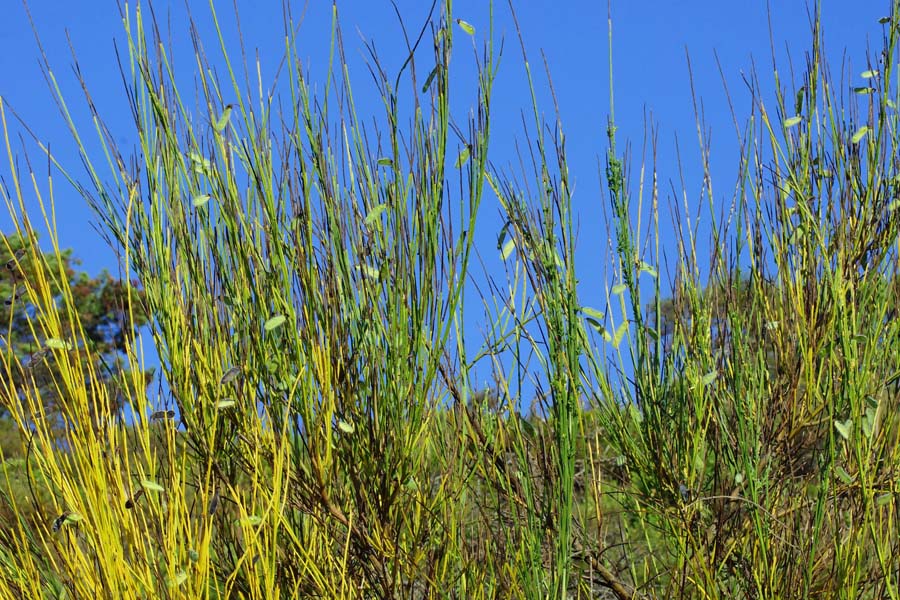 Cytisus scoparius